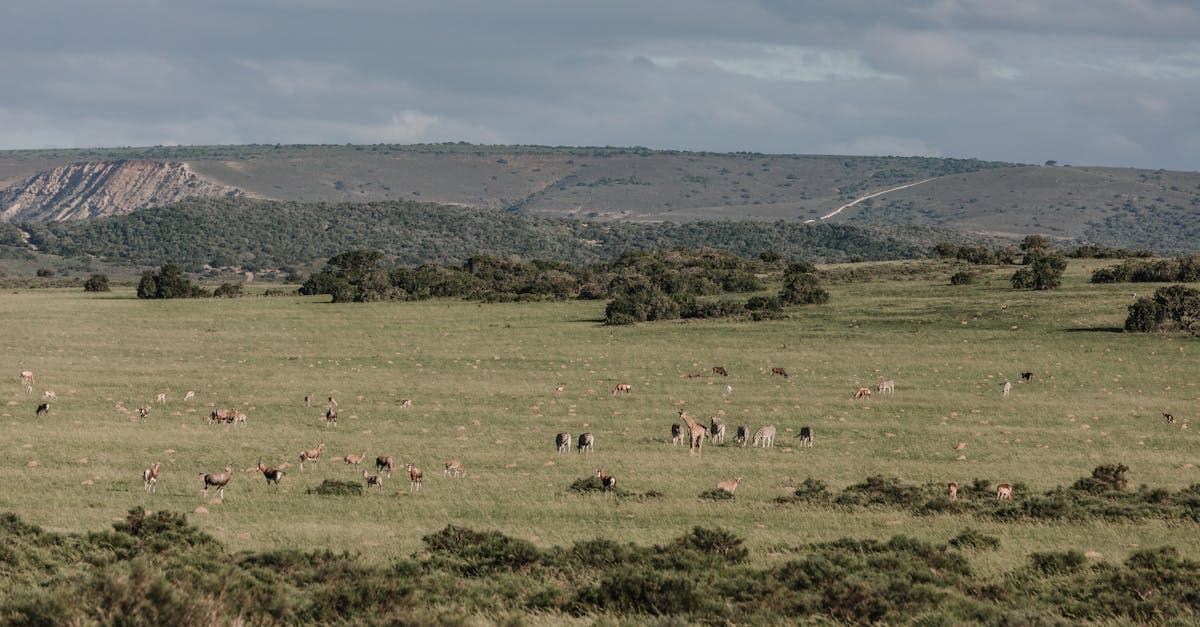 Cover Image for Unleash Adventure: Discover Our Unique African Safari Packages