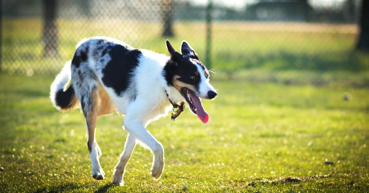 Cover Image for Pawsitively Perfect: Explore the World of Dog Walker Jobs