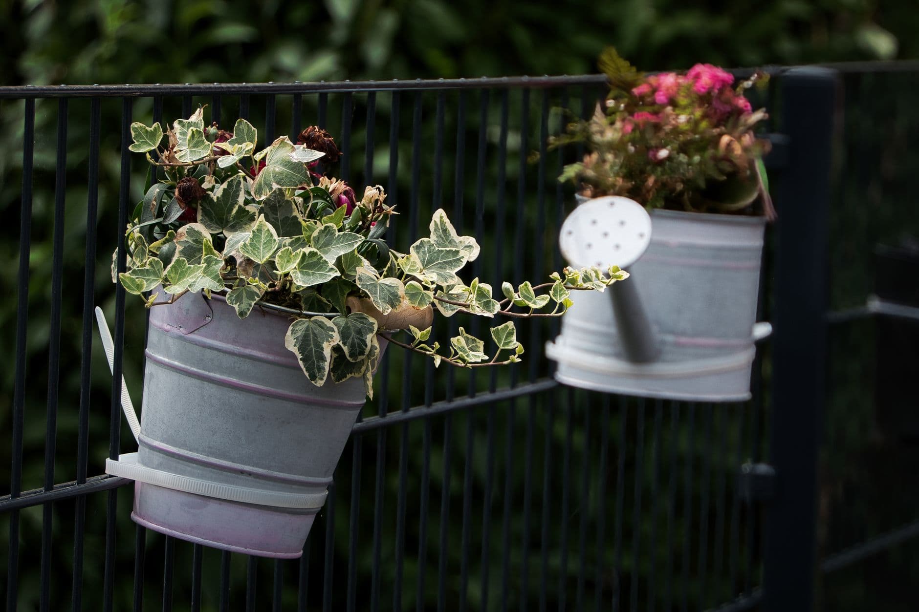 Cover image for A Watering Routine for Balcony and Patio Containers