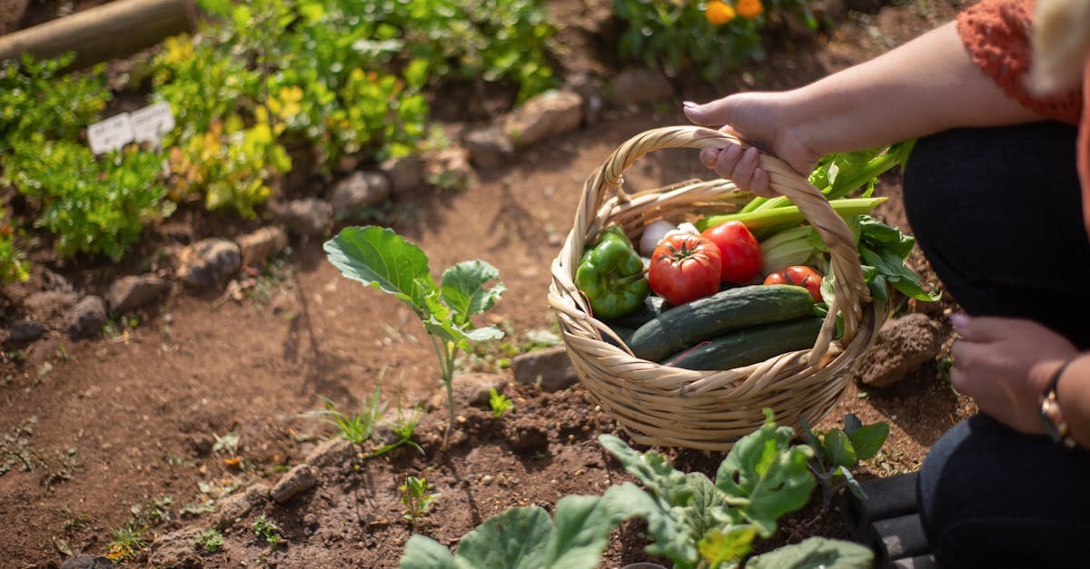 Cover Image for Empower Your Lifestyle: Discover the Benefits of Homesteading Programs