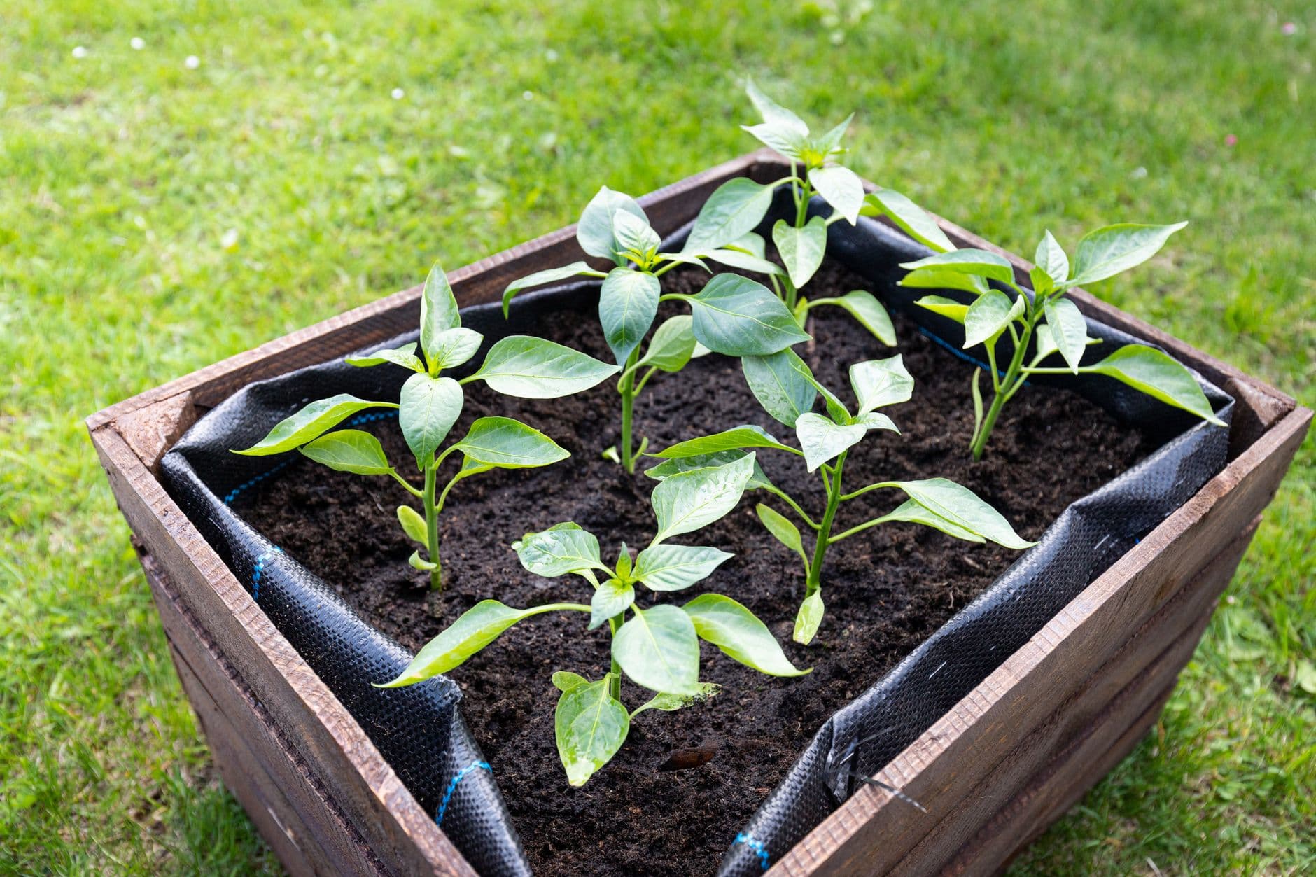 Cover image for How to Build a Simple Raised Planter for Small Spaces